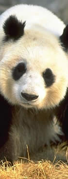 Beijing : China : Panda : Beijing Zoo :  copyright Chris Smith csmith@csmith.info (photographer)