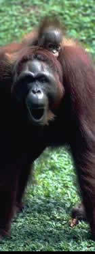Singapore :Zoo : Orangutan and baby :  copyright Chris Smith csmith@csmith.info (photographer)